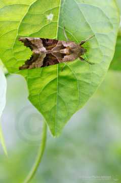 Macro-photo en bord de Loire 