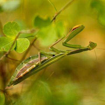 Macro-photo entre Ventoux et Baronnies 