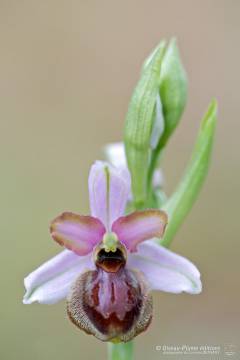 Comment photographier les orchidées de l’Aveyron ?