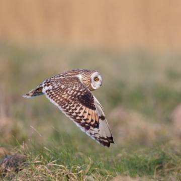 Stage de photo animalière en Baie de Somme