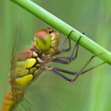 Photographier les libellules de la Brenne