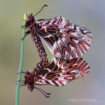 Photographier les orchidées et papillons de Provence