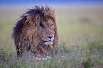 Mes deux premières heures dans le Masai-Mara