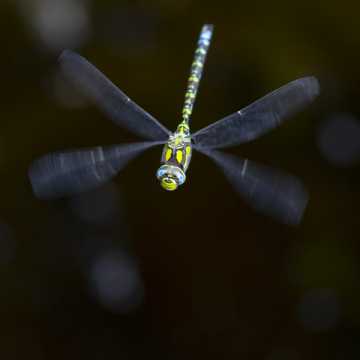 Photographier la nature vosgienne