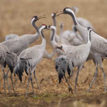 Photographier les grues en Brenne
